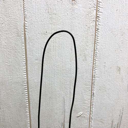 再入荷！ 厳選株 胞子葉充実 ビカクシダ コウモリラン