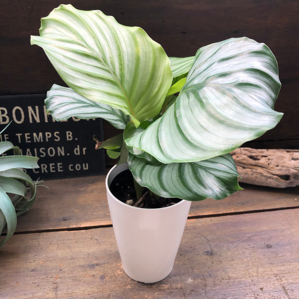 オルビフォリア♡カラテア♡風水♡観葉植物♡インテリア 10枚目の画像