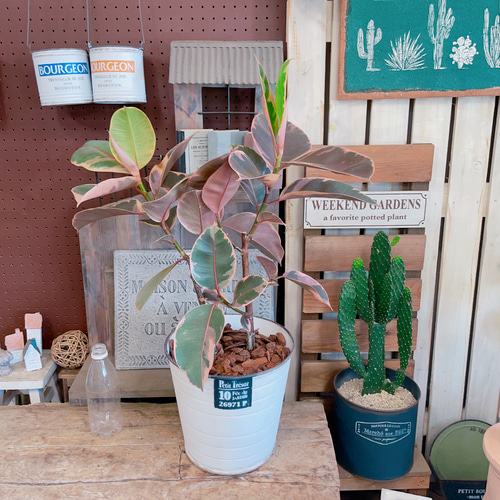 ウォールフラワースモーキーカラーナチュラル北欧カントリー上品豪華レア