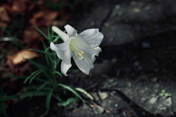 パラダイムシフト(花の写真） 1枚目の画像