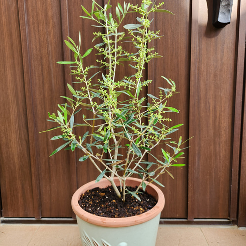 オリーブの木　エルグレコ　現物   テラコッタ鉢植え　鉢植え　現物 オリーブの木 エルグレコ 蜂柄壺型テラコッタ鉢植え 苗 シンボル