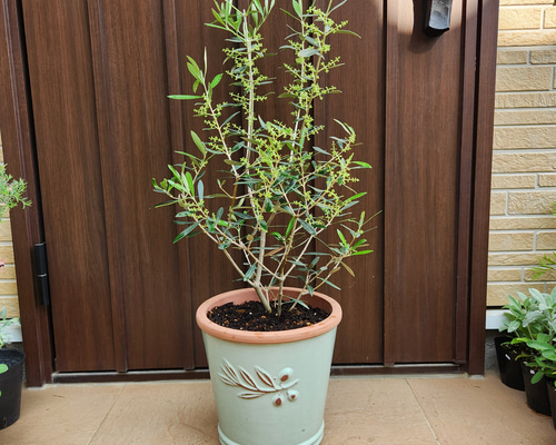 再販♡ オリーブの木 エルグレコ お洒落陶器鉢植え 苗 シンボル