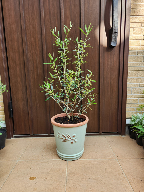 オリーブの木　エルグレコ　現物   テラコッタ鉢植え　鉢植え　現物 オリーブの木 エルグレコ 蜂柄壺型テラコッタ鉢植え 苗 シンボル