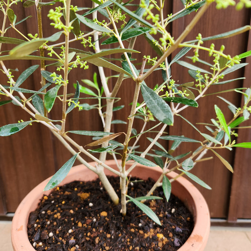 オリーブの木　エルグレコ　現物   テラコッタ鉢植え　鉢植え　現物 オリーブの木 エルグレコ 蜂柄壺型テラコッタ鉢植え 苗 シンボル