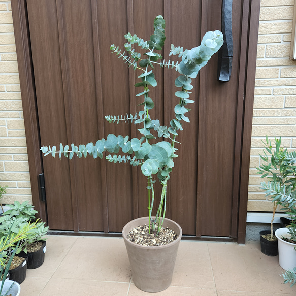 大きめ♪　ユーカリ　銀世界　テラコッタ鉢植え　苗　シンボルツリーに 2枚目の画像