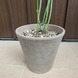 大きめ♪　ユーカリ　銀世界　テラコッタ鉢植え　苗　シンボルツリーに 3枚目の画像
