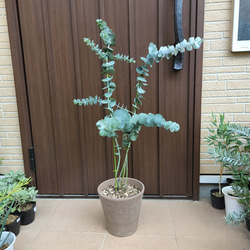 大きめ♪　ユーカリ　銀世界　テラコッタ鉢植え　苗　シンボルツリーに 1枚目の画像