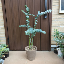 ユーカリ　シルバードロップ　テラコッタ鉢植え　苗 ユーカリ シルバードロップ アンティーク風テラコッタ鉢植え
