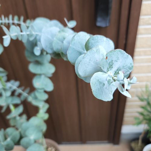 大きめ♪ ユーカリ 銀世界 テラコッタ鉢植え 苗 シンボルツリーに 盆栽