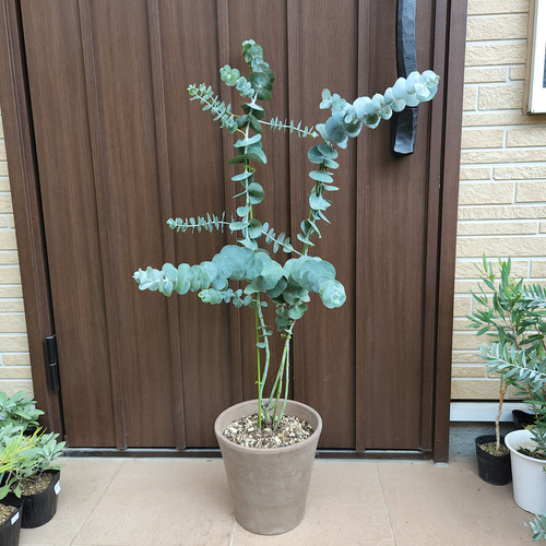 大きめ♪ ユーカリ 銀世界 テラコッタ鉢植え 苗 シンボルツリー