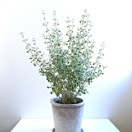 ○数量限定○新作○ 希少 シルバーリーフ 大きめ ”ホワイトソルト