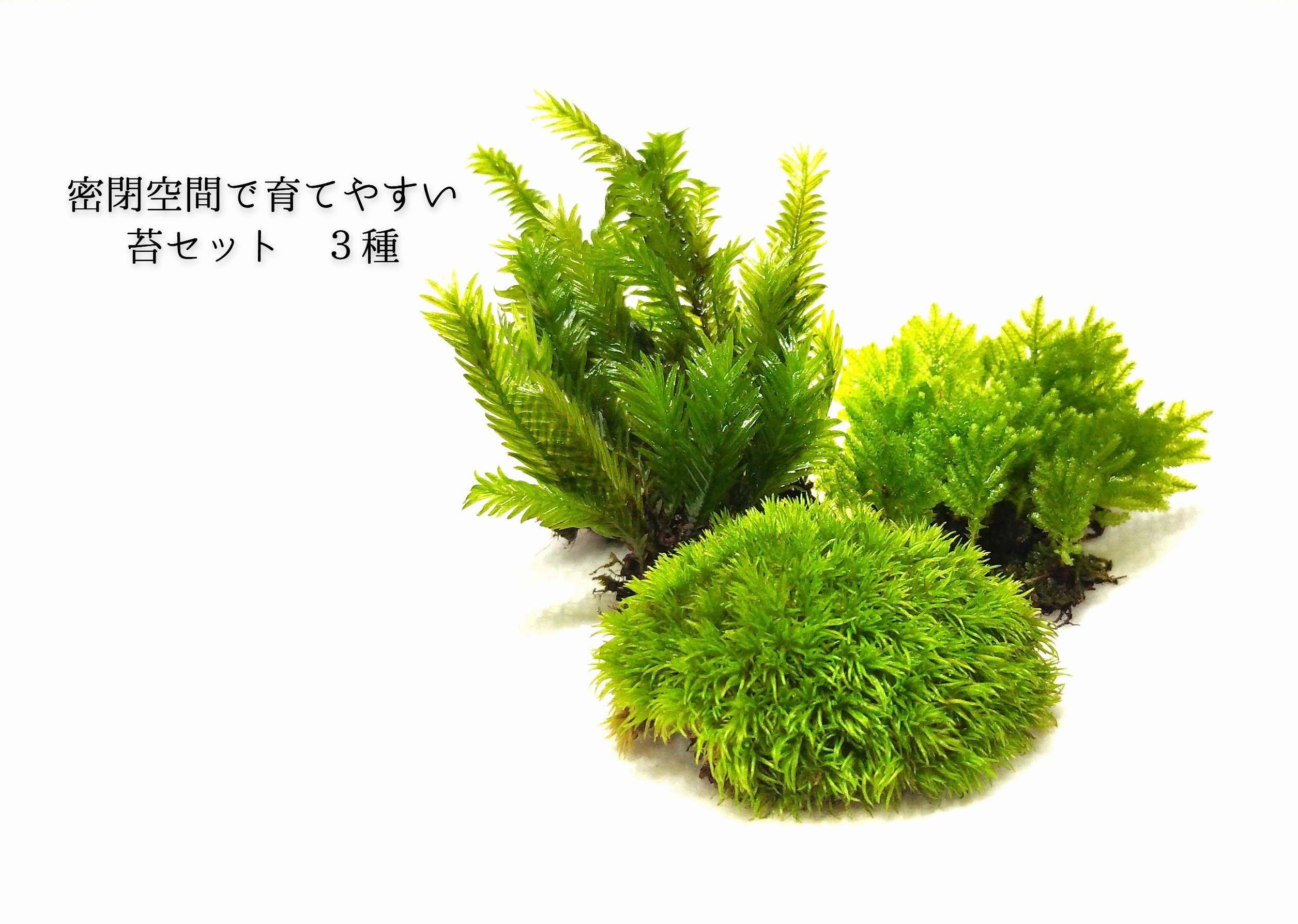 密閉空間で育てやすい苔セット（3種）＃2 テラリウム素材 その他素材