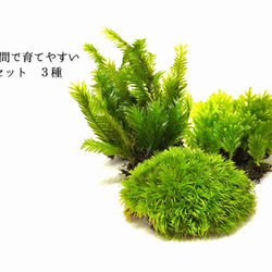 苔テラリウム ホソバオキナゴケ（ミニボトル） その他インテリア雑貨