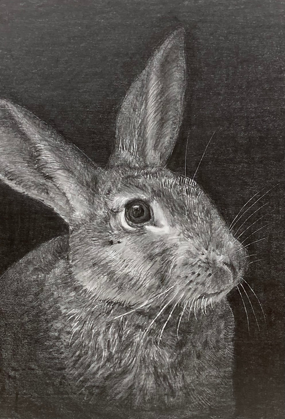 鉛筆画をまとめて - うさぎのアート Mao