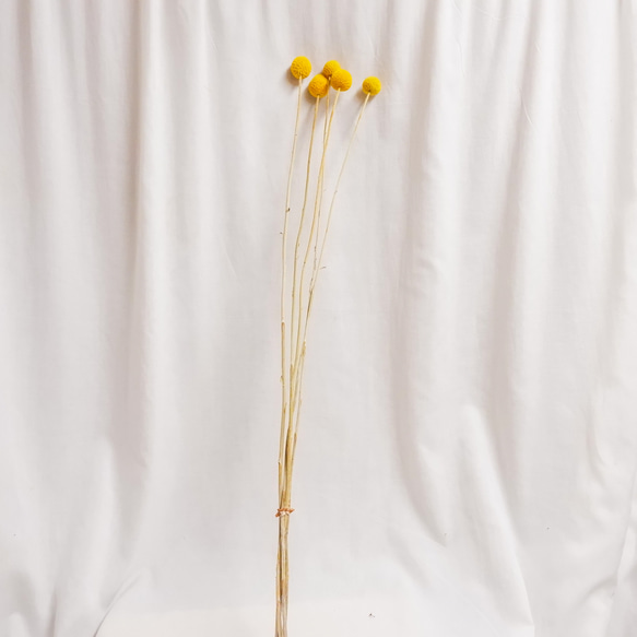 黄色のぽんぽん　グラスペディア（3本）50~70cmフリーズドライフラワー　クラスペディア 5枚目の画像