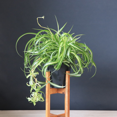 送料無料｜オリヅルラン・ボニー｜観葉植物｜観葉植物の苗｜インテリア