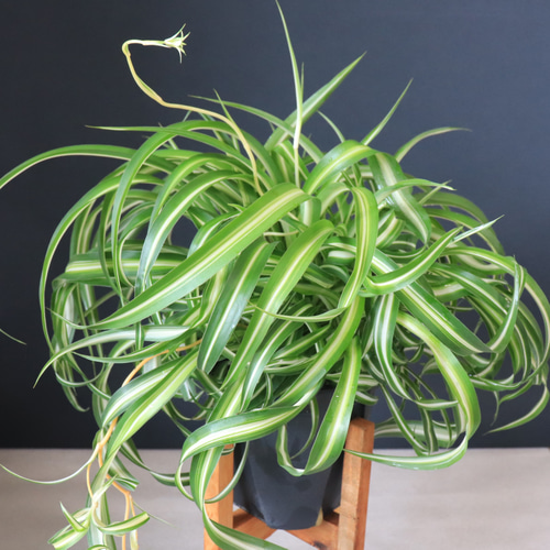 送料無料｜オリヅルラン・ボニー｜観葉植物｜観葉植物の苗｜インテリア