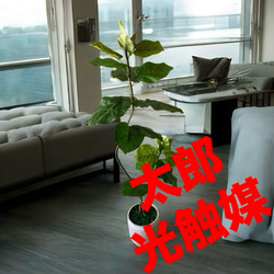 光触媒 人工観葉植物 ウォールグリーン フェイクグリーン ダブル