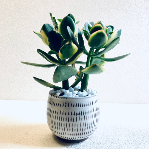 大きい❗️ 金のなる木 多肉植物 縁起物 8号 花月 陶器鉢 観葉植物