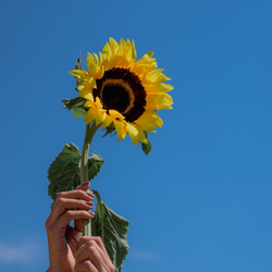 SUNFLOWER－ひまわりー　FRAGRANCE CANDLE（ソイキャンドル） 2枚目の画像