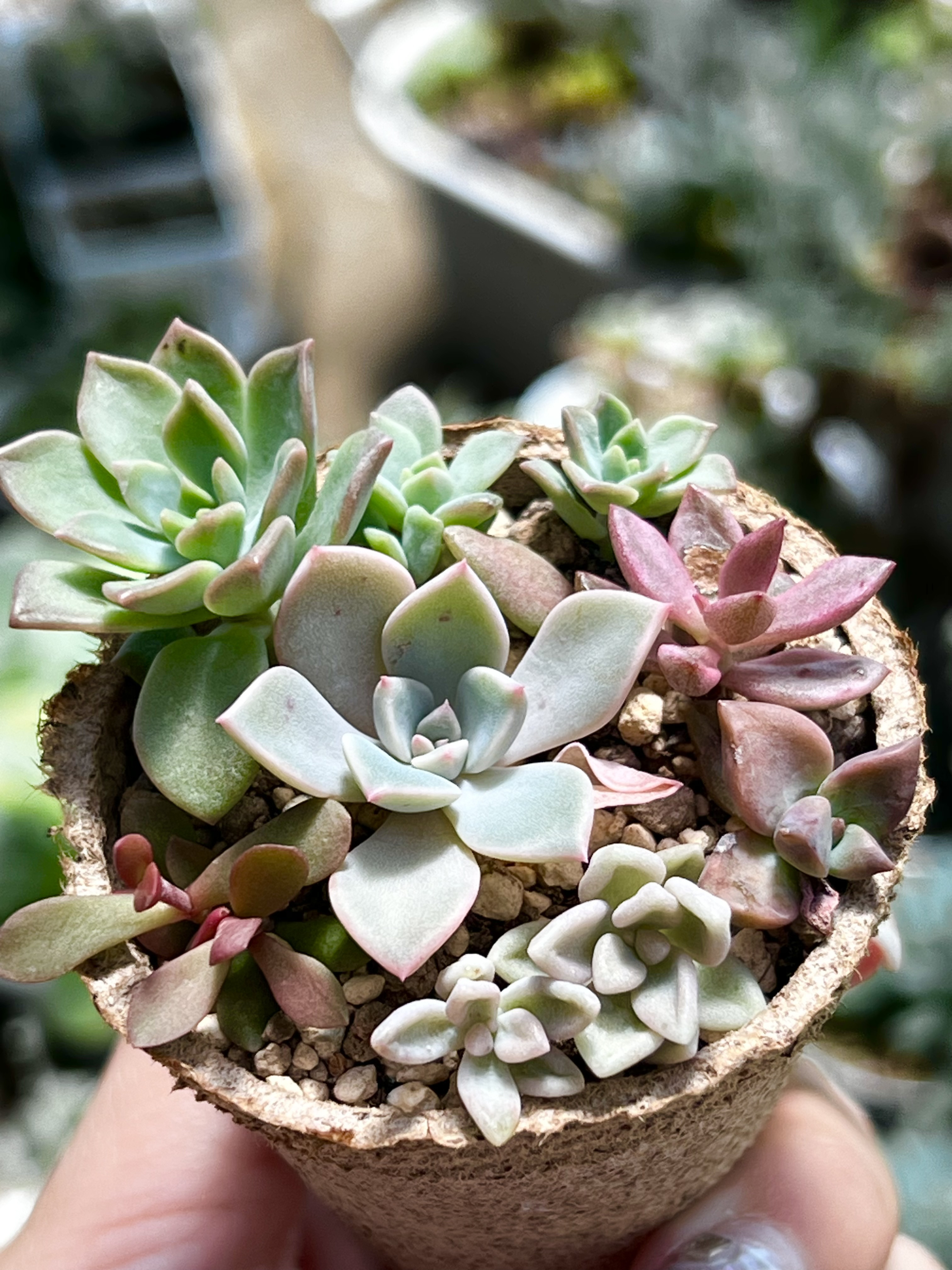 多肉植物 花うらら錦(プラチナ錦)♡希少小苗 - 観葉植物