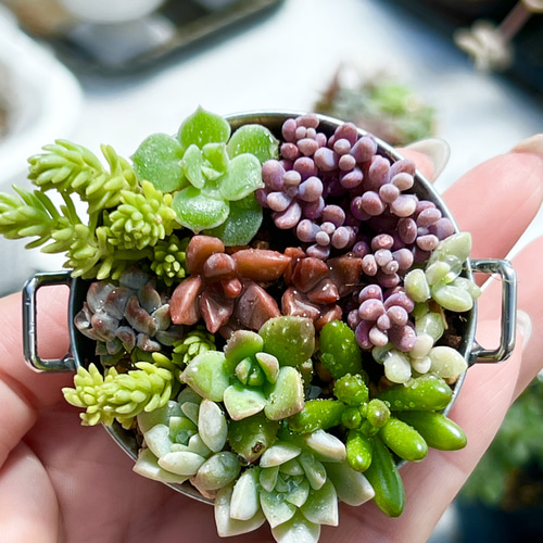 人気品種盛り沢山♡⃛今の時期だけ!!この値段!!＊気まぐれ寄せ植え