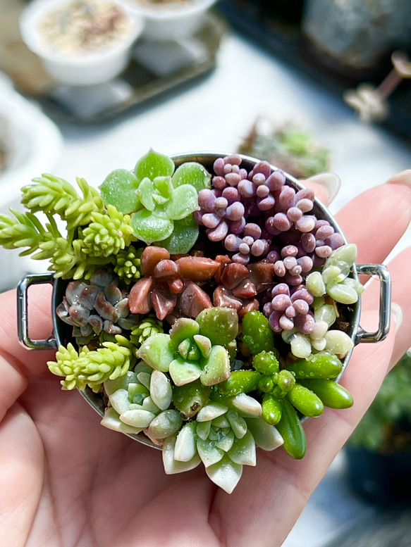 多肉植物 特注ランダムパック 専用 多肉植物 特注ランダムパック 専用