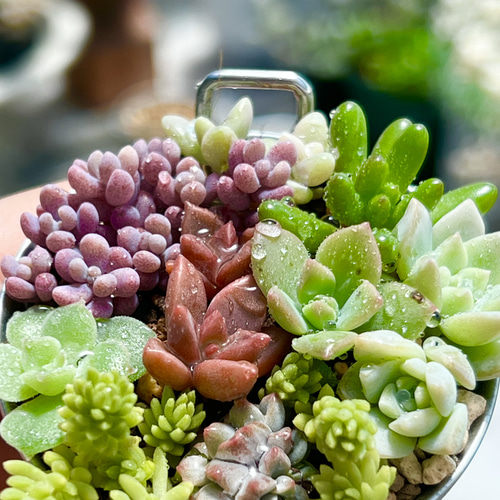 人気品種盛り沢山♡⃛今の時期だけ!!この値段!!＊気まぐれ寄せ植え