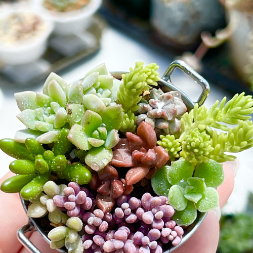 人気品種盛り沢山♡⃛今の時期だけ!!この値段!!＊気まぐれ寄せ植え