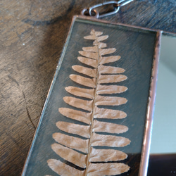 ボタニカルミラー『植物標本』ⅱ 2枚目の画像