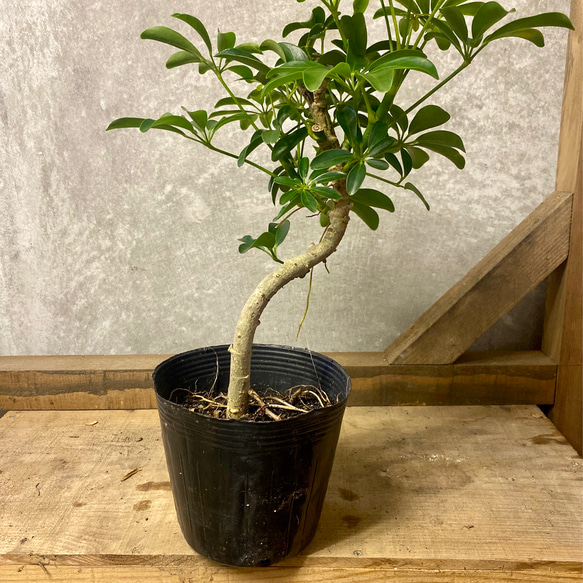 観葉植物　シェフレラ　コンパクタ 3枚目の画像