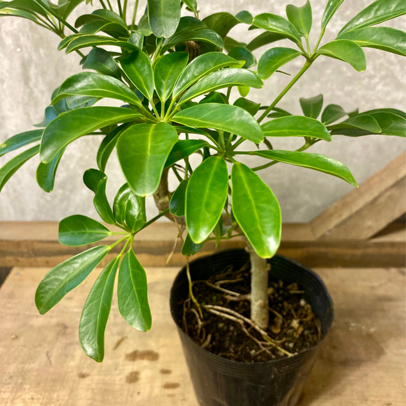観葉植物　シェフレラ　コンパクタ 2枚目の画像