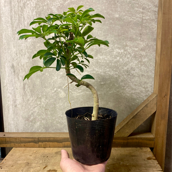 観葉植物　シェフレラ　コンパクタ 4枚目の画像