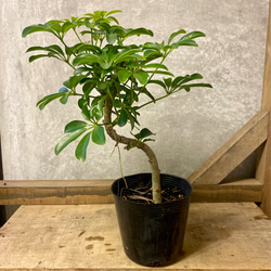 観葉植物　シェフレラ　コンパクタ 1枚目の画像