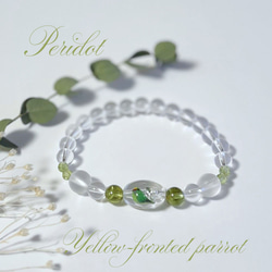 8月誕生石・インコと誕生石ブレスレット・ペリドット・ブラジル産水晶 2枚目の画像