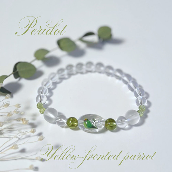 8月誕生石・インコと誕生石ブレスレット・ペリドット・ブラジル産水晶 2枚目の画像