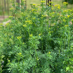 芸香葉項鍊 [P100SV] 第5張的照片