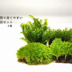 苔テラリウム ホソバオキナゴケ（ミニボトル） その他インテリア雑貨