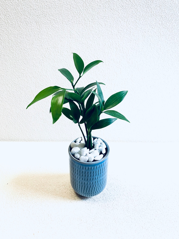 ハイドロカルチャー　ナギ　ナギの木　小石原焼　飛びかんな　陶器　観葉植物 1枚目の画像