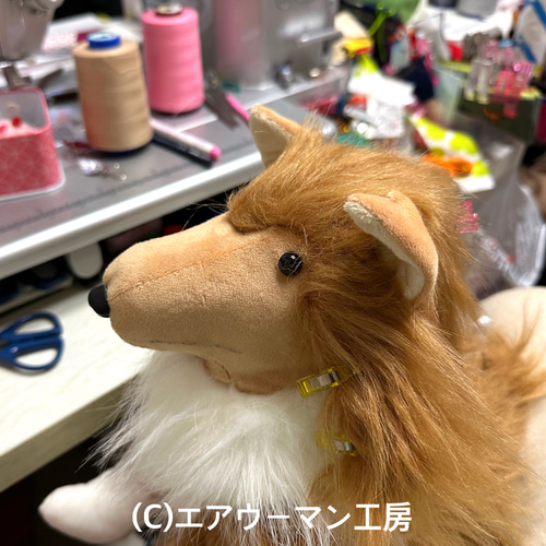 コリー(ラフコリー&シェルティ&ボーダーコリー)の立ち姿の
