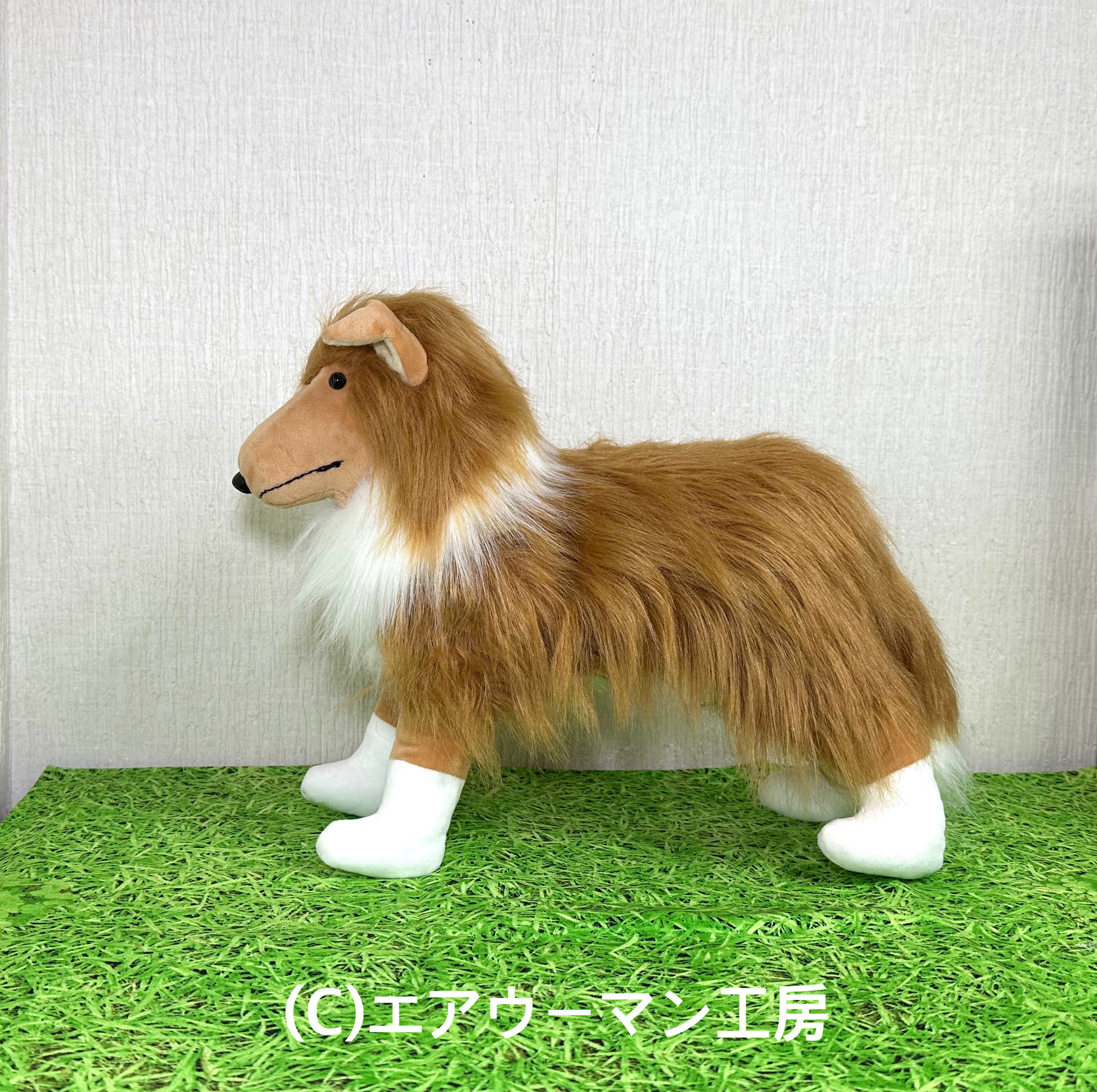 コリー(ラフコリー&シェルティ&ボーダーコリー)の立ち姿の