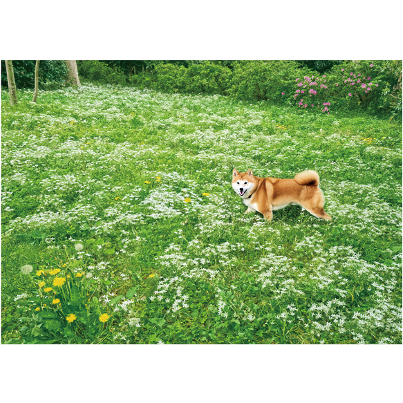 白い花咲く野原と柴犬　A4他アートポスター 8枚目の画像