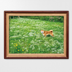 白い花咲く野原と柴犬　A4他アートポスター 1枚目の画像