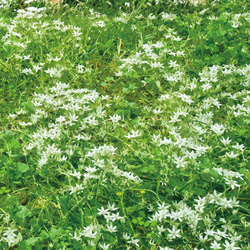 白い花咲く野原と柴犬　A4他アートポスター 6枚目の画像