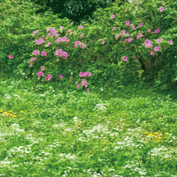 白い花咲く野原と柴犬　A4他アートポスター 7枚目の画像