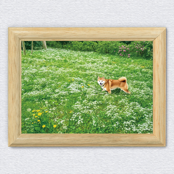 白い花咲く野原と柴犬　A4他アートポスター 2枚目の画像