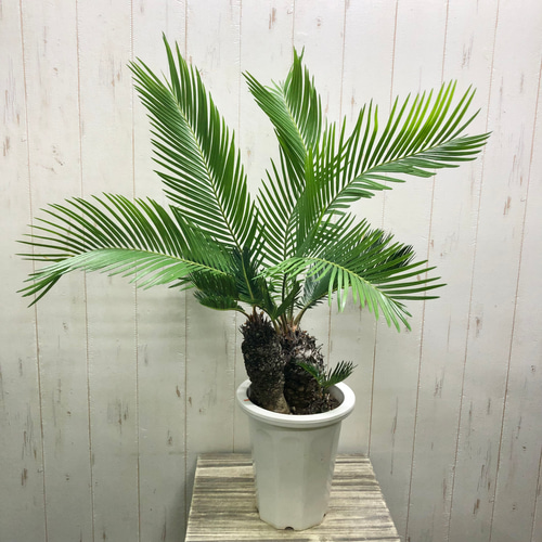 幹ぷっくり 株立ち ソテツ 蘇鉄 Cycas revoluta その他インテリア雑貨 