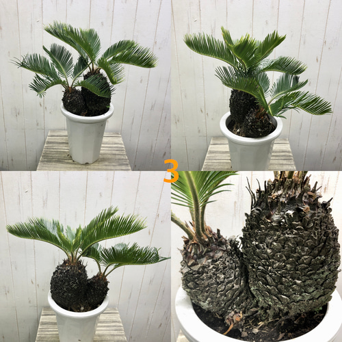 幹ぷっくり 株立ち ソテツ 蘇鉄 Cycas revoluta その他