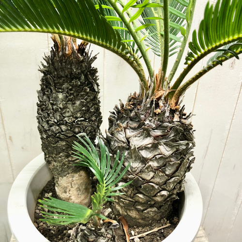 幹ぷっくり 株立ち ソテツ 蘇鉄 Cycas revoluta その他インテリア雑貨 