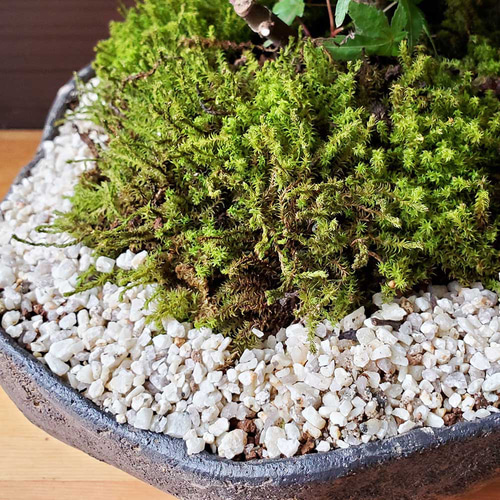 ガジュマルの苔盆栽、旭山桜の盆栽、オリーブの苔玉、八角